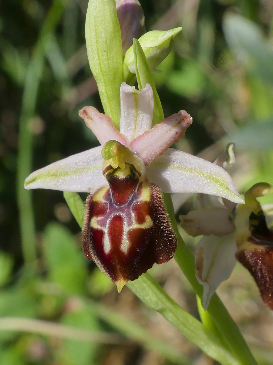 Ophrys exaltata subsp. montis-leonis e forme di variabilit nel Lazio, marzo e aprile 2018